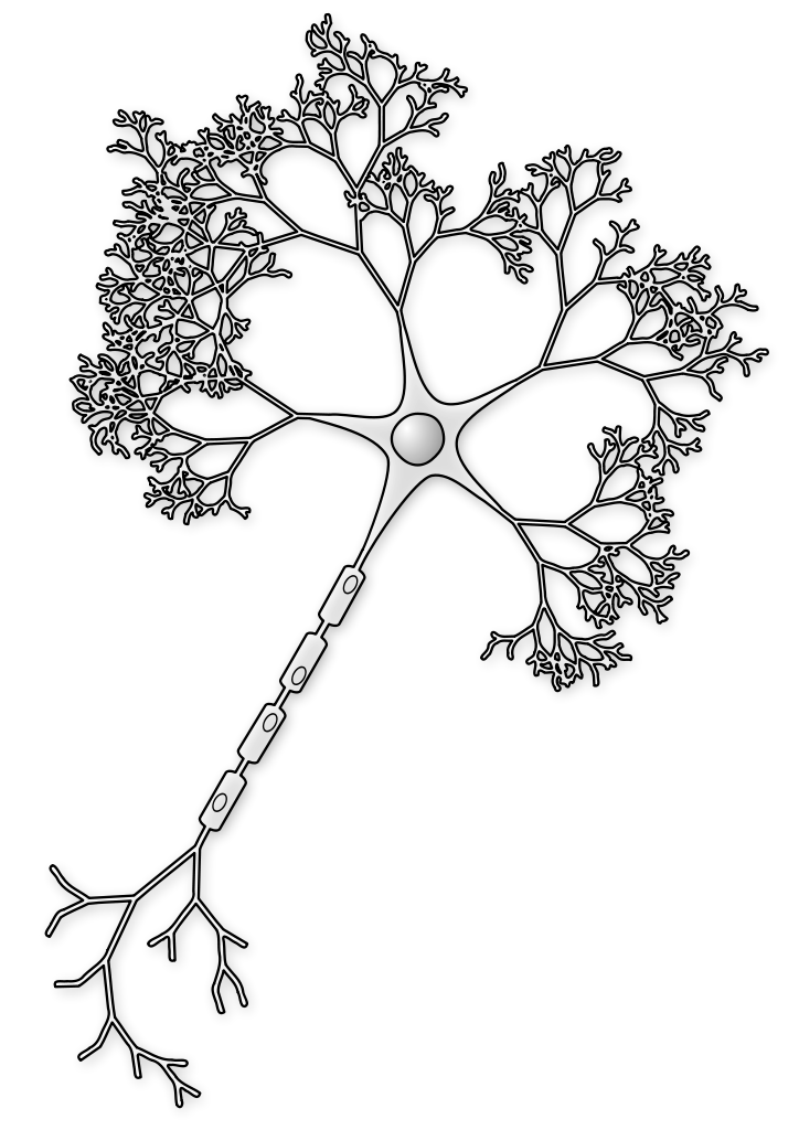 724px-Neuron-figure-notext.svg